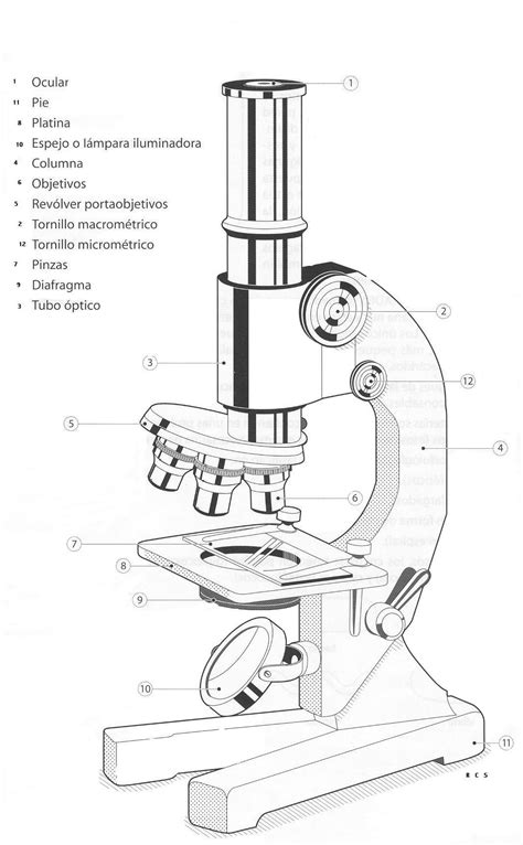 Partes De Un Microscopio
