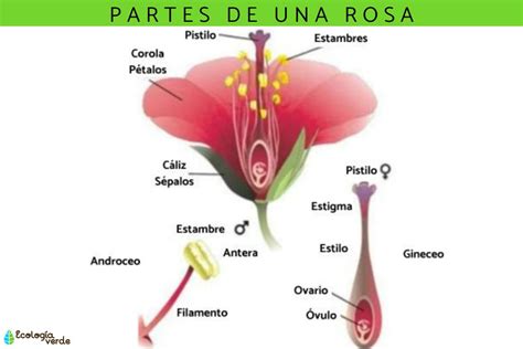 Partes De Una Rosa