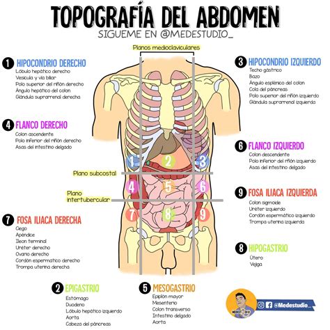 Partes Del Abdomen