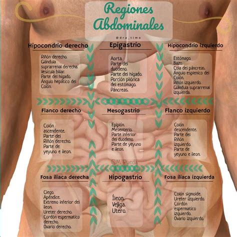 Partes Del Abdominal