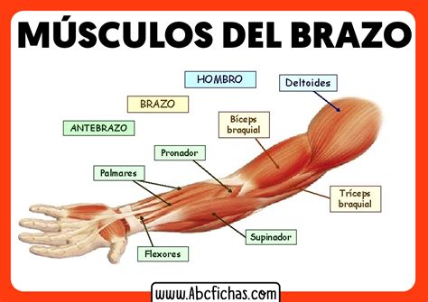 Partes Del Antebrazo