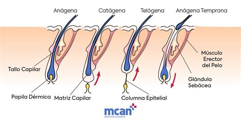 Partes Del Cabello