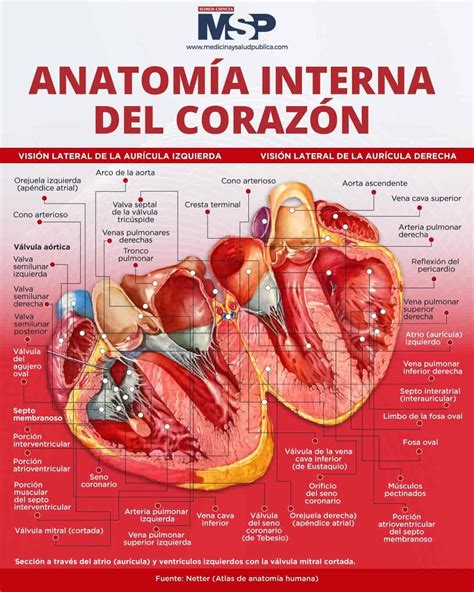 Partes Del Corazón