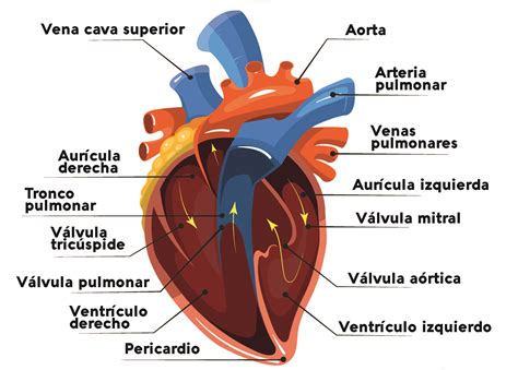 Partes Del Corazon