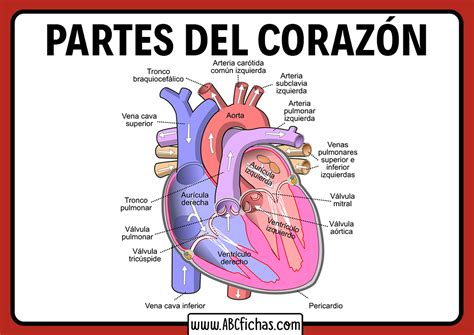 Partes Del Corazon Humano