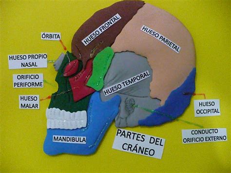 Partes Del Craneo