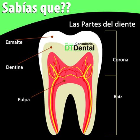 Partes Del Diente