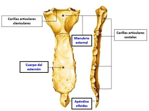 Partes Del Esternon