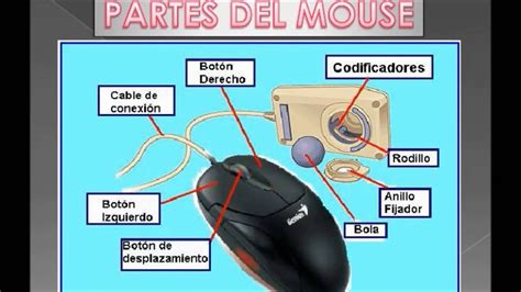 Partes Del Mouse Externas