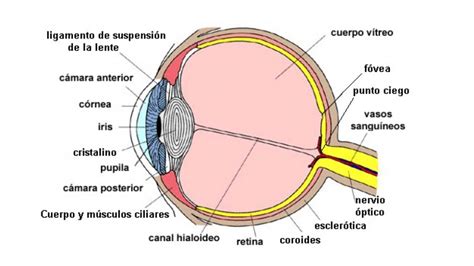 Partes Del Ojo Externo