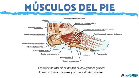 Partes Del Pie