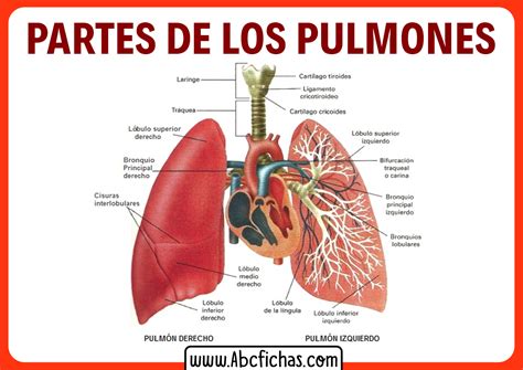 Partes Del Pulmon