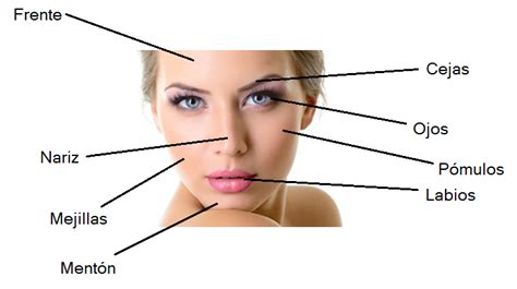 Partes Del Rostro