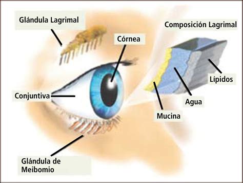 Partes Externa Del Ojo