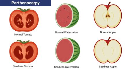 Parthenocarpic Fruit Example