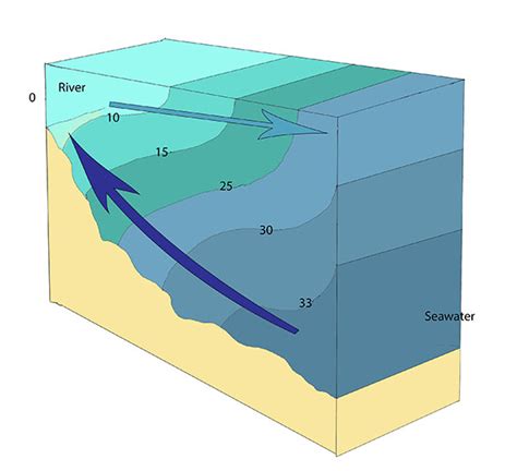 Partially Mixed Estuary