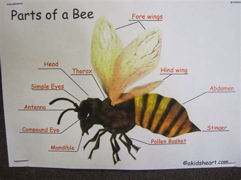 Parts Of A Bee Quiz Bee Movie Worksheet - Bee Movie Worksheet