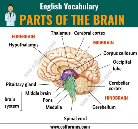 Parts Of A Brain Middle School Worksheet Free The Brain Worksheet - The Brain Worksheet