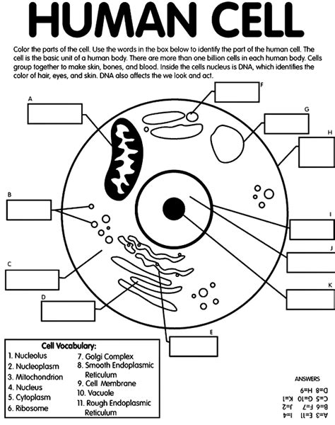 Parts Of A Cell Free Worksheets Grade 6 Cell Parts Worksheet - Cell Parts Worksheet