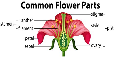 Parts Of A Flower Diagram And Functions Science Science Of Flowers - Science Of Flowers