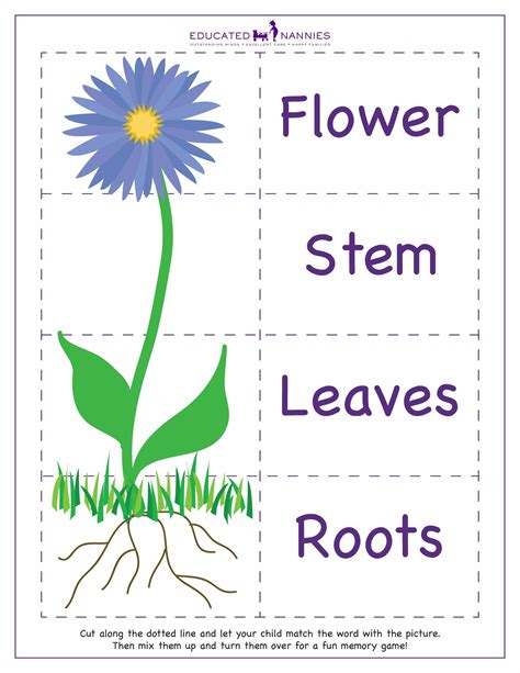 Parts Of A Flower For Kids Free Printable Parts Of A Flower Coloring Sheet - Parts Of A Flower Coloring Sheet