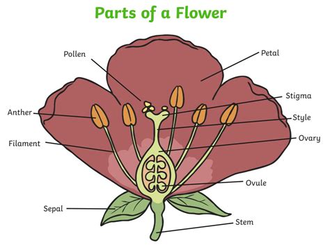 Parts Of A Flower Kidadl Parts Of A Flower Coloring Sheet - Parts Of A Flower Coloring Sheet