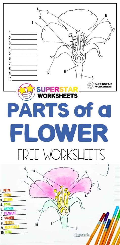 Parts Of A Flower Online Activity For 4 4th Grade States Flower Worksheet - 4th Grade States Flower Worksheet