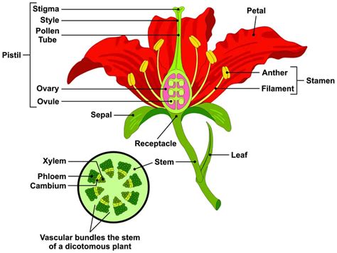Parts Of A Flower With Their Structure And Structure Of A Flower Worksheet Answers - Structure Of A Flower Worksheet Answers