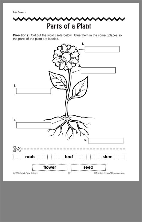 Parts Of A Flowering Plant Lesson For Grades 4th Grade Parts Of A Flower - 4th Grade Parts Of A Flower