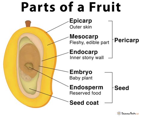 Parts Of A Fruit Functions And Diagram Science Parts Of Science - Parts Of Science