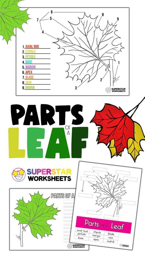 Parts Of A Leaf Worksheet Superstar Worksheets Leaf Activity Worksheet - Leaf Activity Worksheet