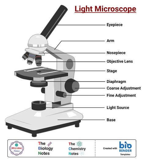 Parts Of A Light Microscope Cut And Stick Microscope Activity Worksheet - Microscope Activity Worksheet