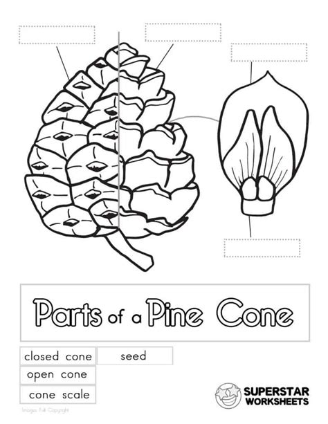 Parts Of A Pine Cone Worksheets Superstar Worksheets Pine Kindergarten Worksheet - Pine Kindergarten Worksheet