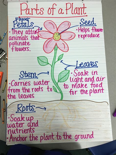 Parts Of A Plant 5th Grade Science Teaching 5th Grade Parts Of A Plant - 5th Grade Parts Of A Plant