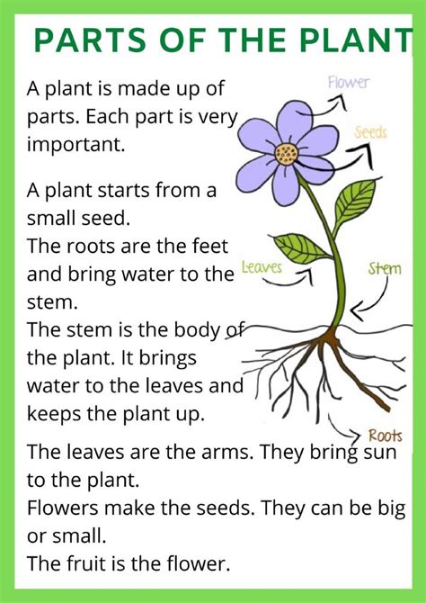 Parts Of A Plant Activities Little Bins For Plant Worksheet For Preschool - Plant Worksheet For Preschool
