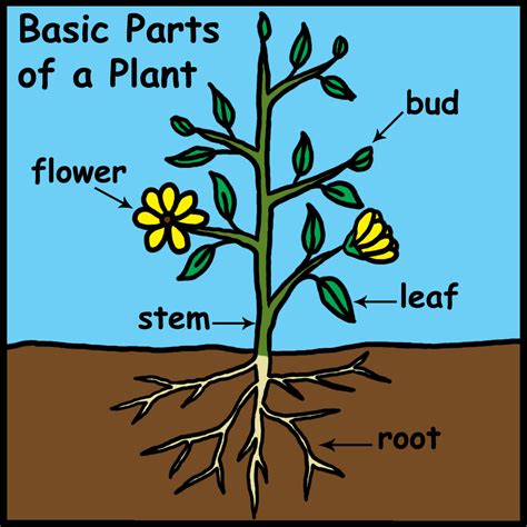 Parts Of A Plant For Kids One Step Worksheets Plant Science - One Step Worksheets Plant Science