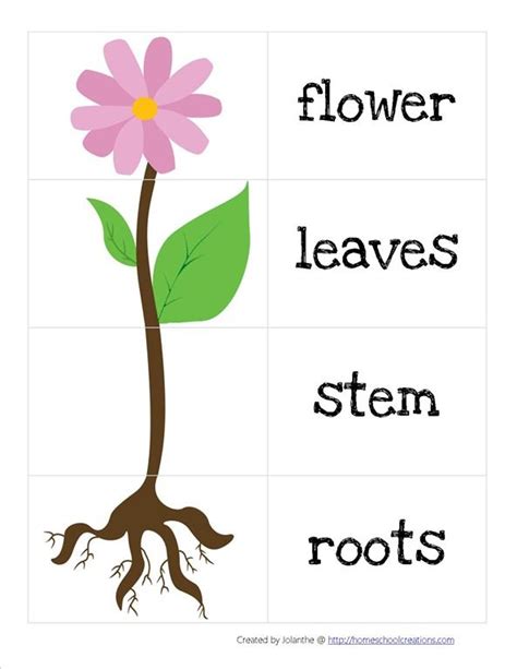 Parts Of A Plant For Preschoolers Teaching Resources Planting Worksheets For Preschool - Planting Worksheets For Preschool