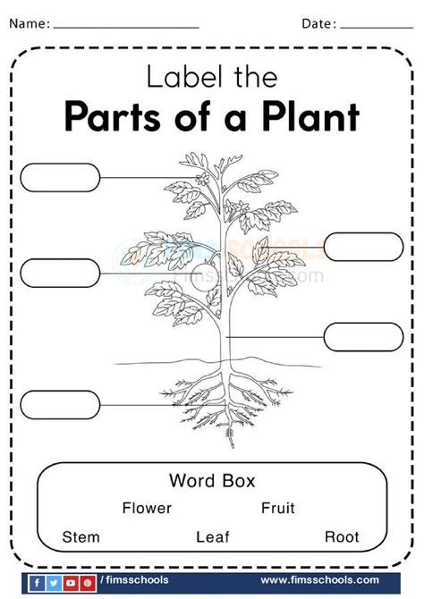 Parts Of A Plant Labeling Worksheet Sarah Chesworth Labeling A Plant Worksheet - Labeling A Plant Worksheet