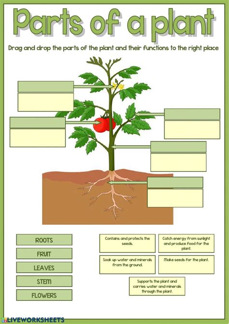Parts Of A Plant Live Worksheets Parts Of A Plant Work Sheet - Parts Of A Plant Work Sheet