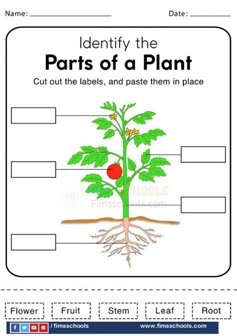 Parts Of A Plant Worksheet Cut And Paste Plant Part Worksheet - Plant Part Worksheet