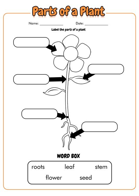Parts Of A Plant Worksheet Twinkl Teacher Made Kindergarten Planting - Kindergarten Planting