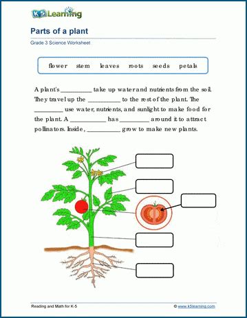 Parts Of A Plant Worksheets K5 Learning Plant Worksheet 4th Grade - Plant Worksheet 4th Grade