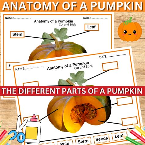 Parts Of A Pumpkin Posters And Worksheet Fall Label Pumpkin Parts Kindergarten Worksheet - Label Pumpkin Parts Kindergarten Worksheet