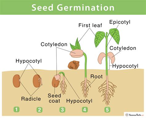 Parts Of A Seed Diagrams Germination Images Labeled Seed Diagram Worksheet - Seed Diagram Worksheet