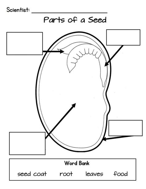 Parts Of A Seed Interactive Worksheet Education Com Seed Diagram Worksheet - Seed Diagram Worksheet