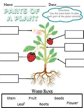 Parts Of A Strawberry Plant Worksheet Pack Homeschool Strawberry Lesson Plans Preschool - Strawberry Lesson Plans Preschool