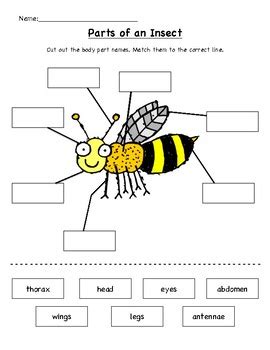Parts Of An Insect Cut And Paste Nbprekactivities Insect Body Parts Preschool - Insect Body Parts Preschool