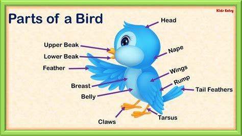 Parts Of Birds For Kindergarten   Know The Body Of Birds Video Song For - Parts Of Birds For Kindergarten