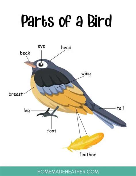 Parts Of Birds For Kindergarten   Preschool Birds Lesson Planning Ideas Pre K Printable - Parts Of Birds For Kindergarten