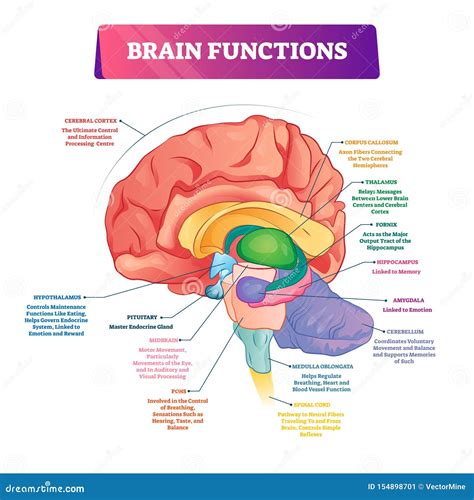 parts of brain and functions